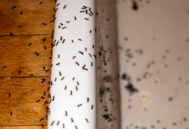 Best Residential Pest Control  in Cimarron Hills, CO